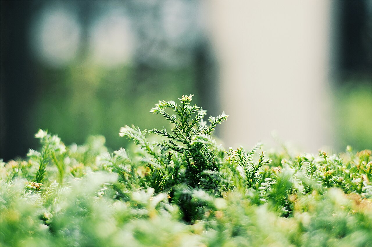 Green leafy plants in sunlight
